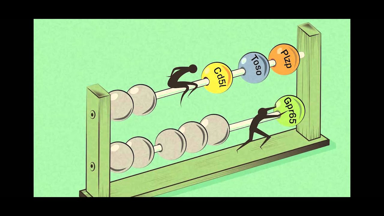 Th17 Cells in Autoimmune Disease - YouTube