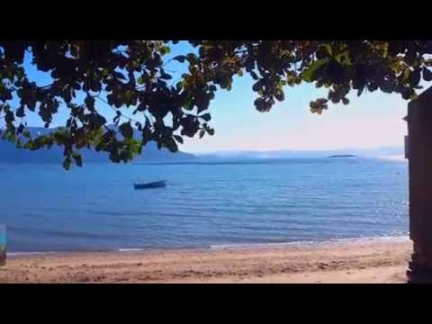 Cachorro Baio - Esporão de Bagre