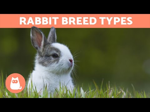 , title : 'Different Types of RABBITS - Best Breeds