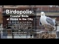 Birdopolis Coastal Birds At Home In The City