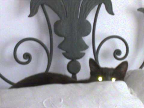 il sondazzo: IL G contro alighiero,vecchio comunista (risate sicure al 100%)