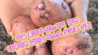가을홍감자 심는시기 방법 더뎅이병 걸린밭 락스소독후 실험 감자 싹튀우기 감자심는간격 깊이