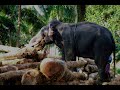 Photo Album 6 The Elephant At Work