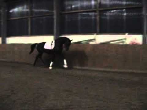 2 y  stalion Dancier x Weltmeyer