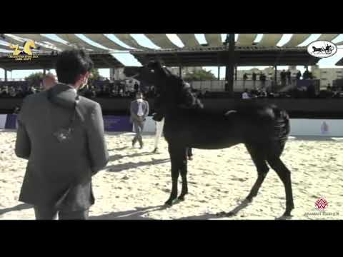 N 14 KAMAR EGA   The Egyptian Event Cairo 2021   Yearling Fillies Class 1B