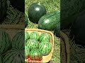 【お知らせ】サントリーフラワーズ本気野菜アンバサダーに就任！ お知らせ動画 家庭菜園 農業