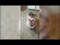 Soldier Welcomed Home by Excited Cat - Aww