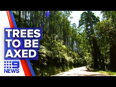 Hundreds of trees to be removed to protect drivers | Nine News Australia