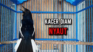 Download lagu SUARA BURUNG kacer gacor NGEPLONG tarung ini paling ampuh buat PANCINGAN KACER agar EMOSI NYAUT mp3