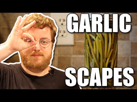 How to Make Pickled Garlic Scapes