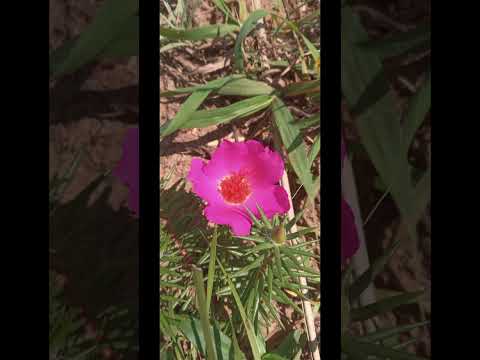 ituzaingó corrientes