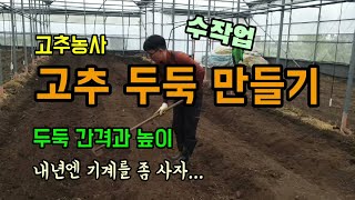 고추농사 고추두둑만들기 고추두둑만드는방법과 두둑간격 및 높이 농기계 없이 수작업으로 만들기