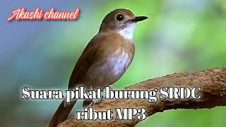 Download lagu Suara pikat burung SRDC ribut mp3 mp3