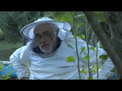 Boja meda ep. 283 08.08.2023. Pčelarska Nova godina, oprema, uticaj temperature na razmnožavanje