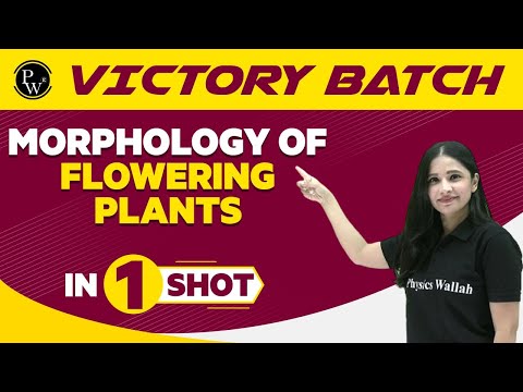 Morphology Of Flowering Plants in One Shot - NEET/Class 11th Boards || Victory Batch