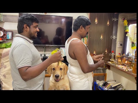 Labrador puppy celebrates ‘Karthigai Deepam’ with his family 🪔 | Little John |