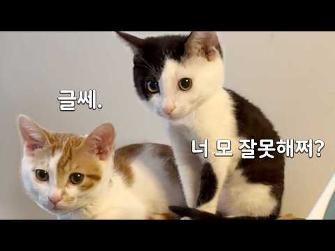 둘이 조용하면 대형사고.