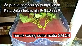 Download lagu Cara Ternak Cacing Sutra Di Galon Bekas #tubifex #cacingsutra #pakanalami mp3