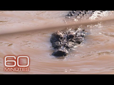 Some Australians worry about safety as population of apex predator crocodiles grows