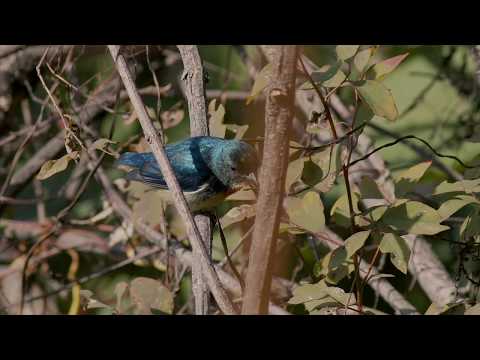 Arnav Bahuguna Himalayan Birds ???? || Mussoorie, Uttarakhand, India. By Arnav Bahuguna