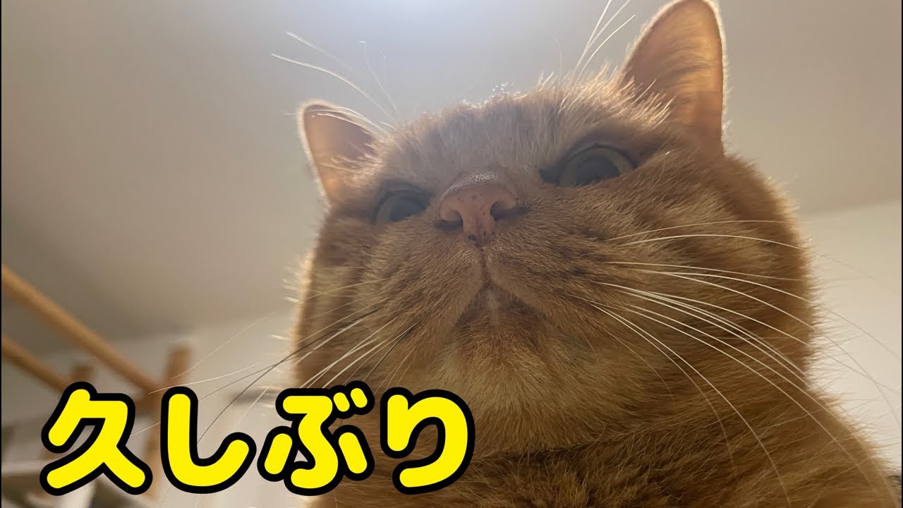 とんでもなくお久しぶりでございます