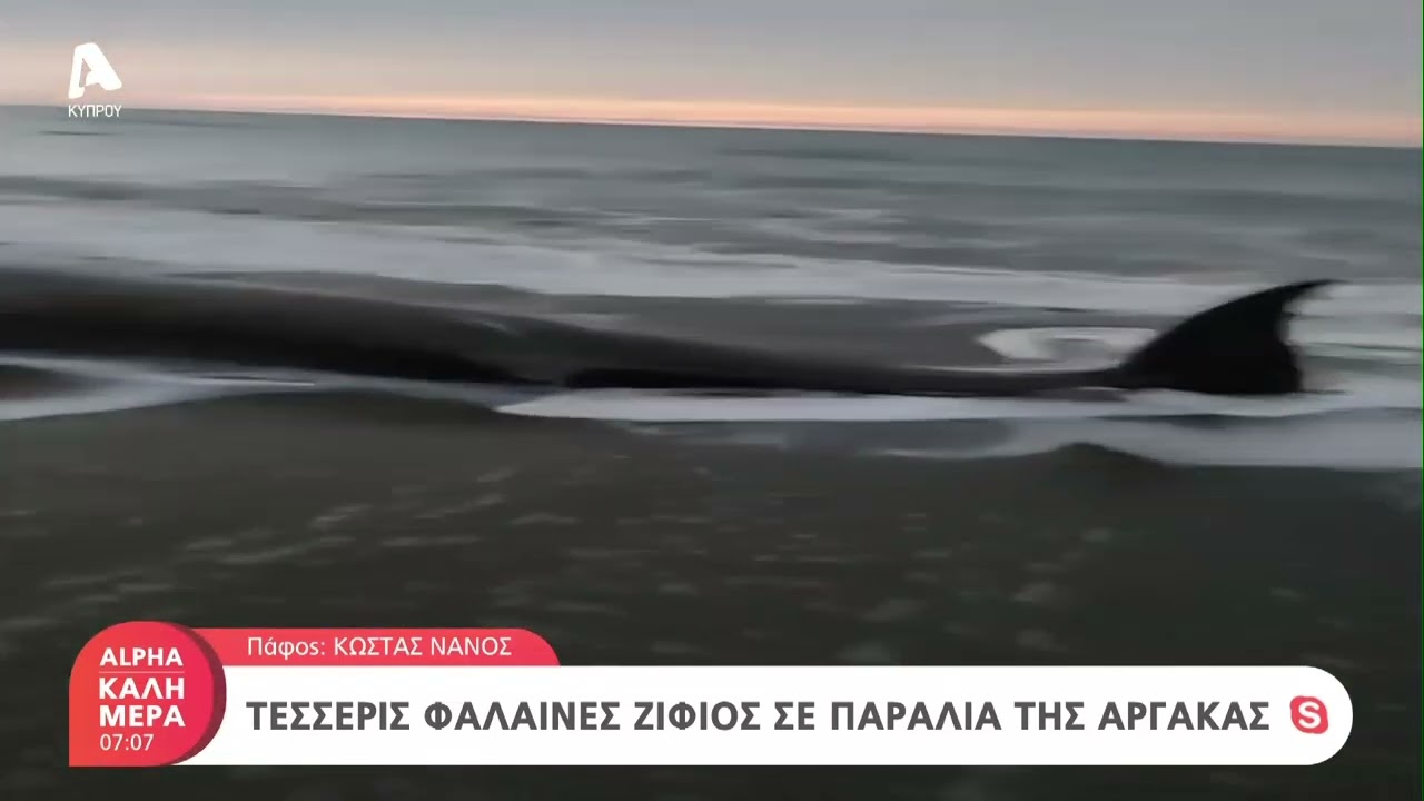 Erdbeben in der Türkei: Tote Wale vor der Küste Zyperns