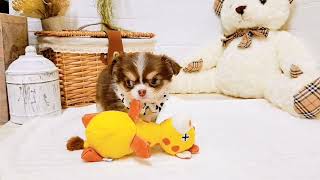 チワワ（ロング）の動画02