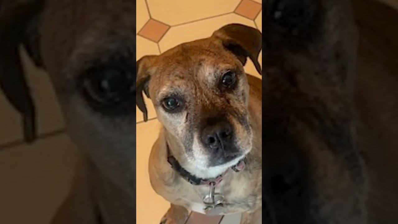 Enlarge Maya, a Adoptable mixed breed in Doylestown, PA video 6/6