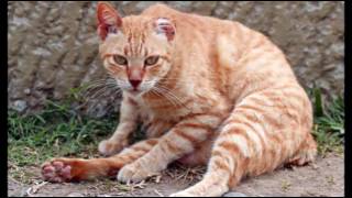 Care for Cats - Mange in Cats - Cat Tips