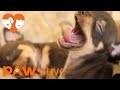 Sleepiest Puppies Ever Compilation Of Yawns PAWsitive