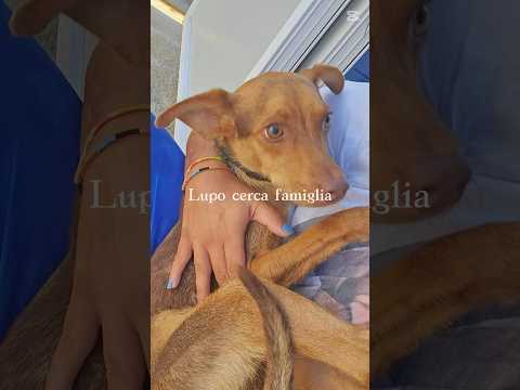 Regalo Lupo Meraviglioso Cucciolo Tg Piccola Cerca Adozione