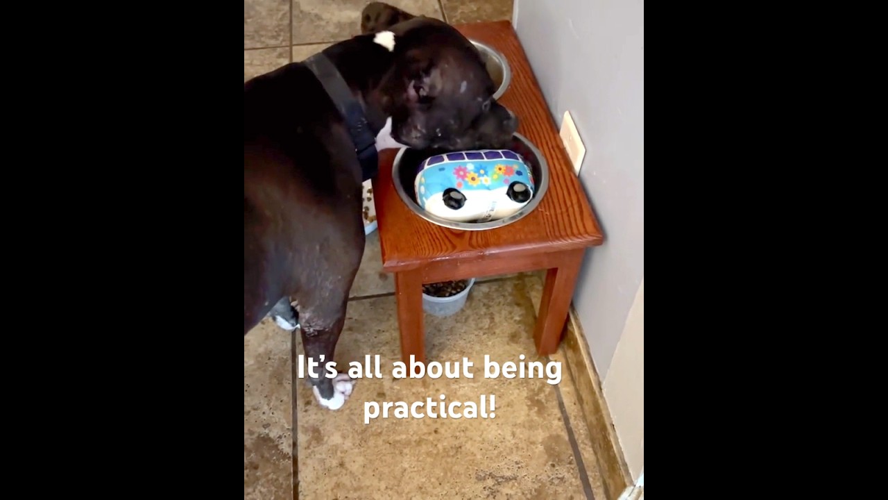 Jada, a Adoptable Pit Bull Terrier in Austin, TX video 6/6