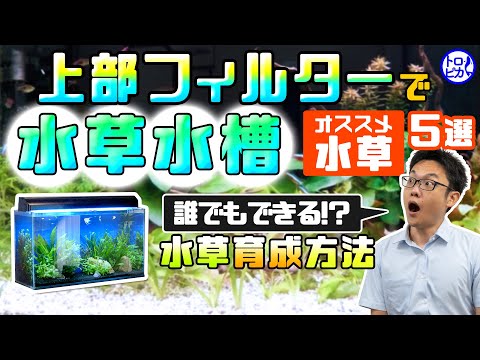 池の水草ベスト５！  庭園