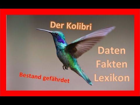 Der Kolibri