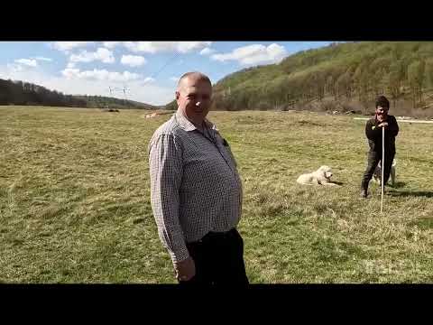 WITH SHEEP IN TRANSHUMANITY-MR. DILIRICI GIGEL -THE LARGEST SHEEP BREEDER IN ARGES COUNTY