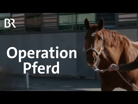 Eine Stute soll dank der neuen Pferdeklinik der LMU ein Fohlen bekommen | Schwaben & Altbayern | BR