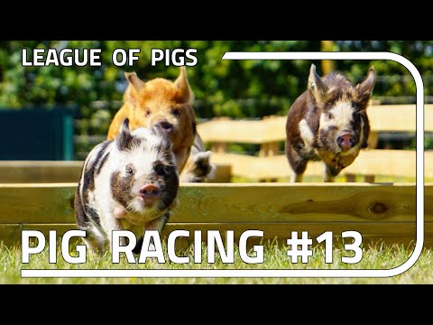 League of Pigs - Season 4 - Round 1!