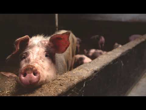 Pigs Grunting in a Sty Sound Effect
