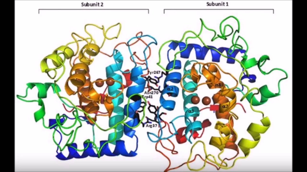 Tyrosinase Enzyme Video