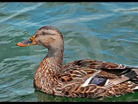 DOUA RATUSTE SI O BABUSCA