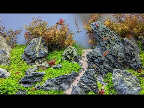 My 60P (16 Gallon) Waterbox Aquascape