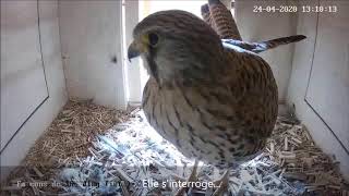 The female discovers the new camera