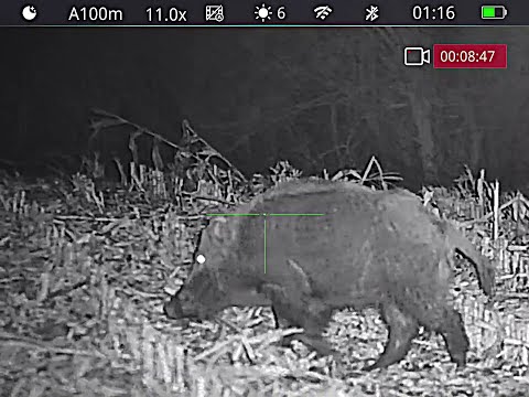 Polowanie na dziki - wild boar hunting 68/2025