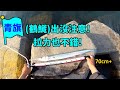 【岸磯】一言不合就爆衝 釣獲