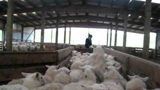 preview picture of video 'Drafting Hoggets, New Zealand'