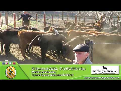 07-08-19 - Venta de Hembras - Martín y Alonso S.R.L - Coronel Suarez