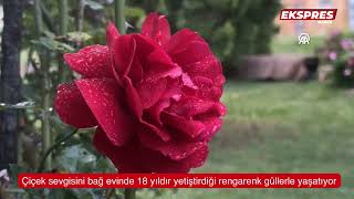 Kütahya'da çiçek sevgisini bağ evinin bahçesinde 18 yıldır yetiştirdiği rengaren