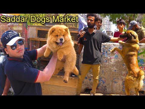 Saddar Dogs Market Karachi 5-5-24 | World Famous Dogs Chow Chow German Shepherd Pit bull Dog Husky