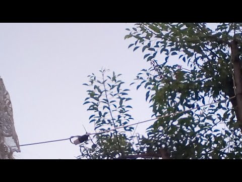 Culto di evangelizzazione