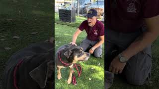 Video preview image #1 Mutt Puppy For Sale in Pasadena, CA, USA